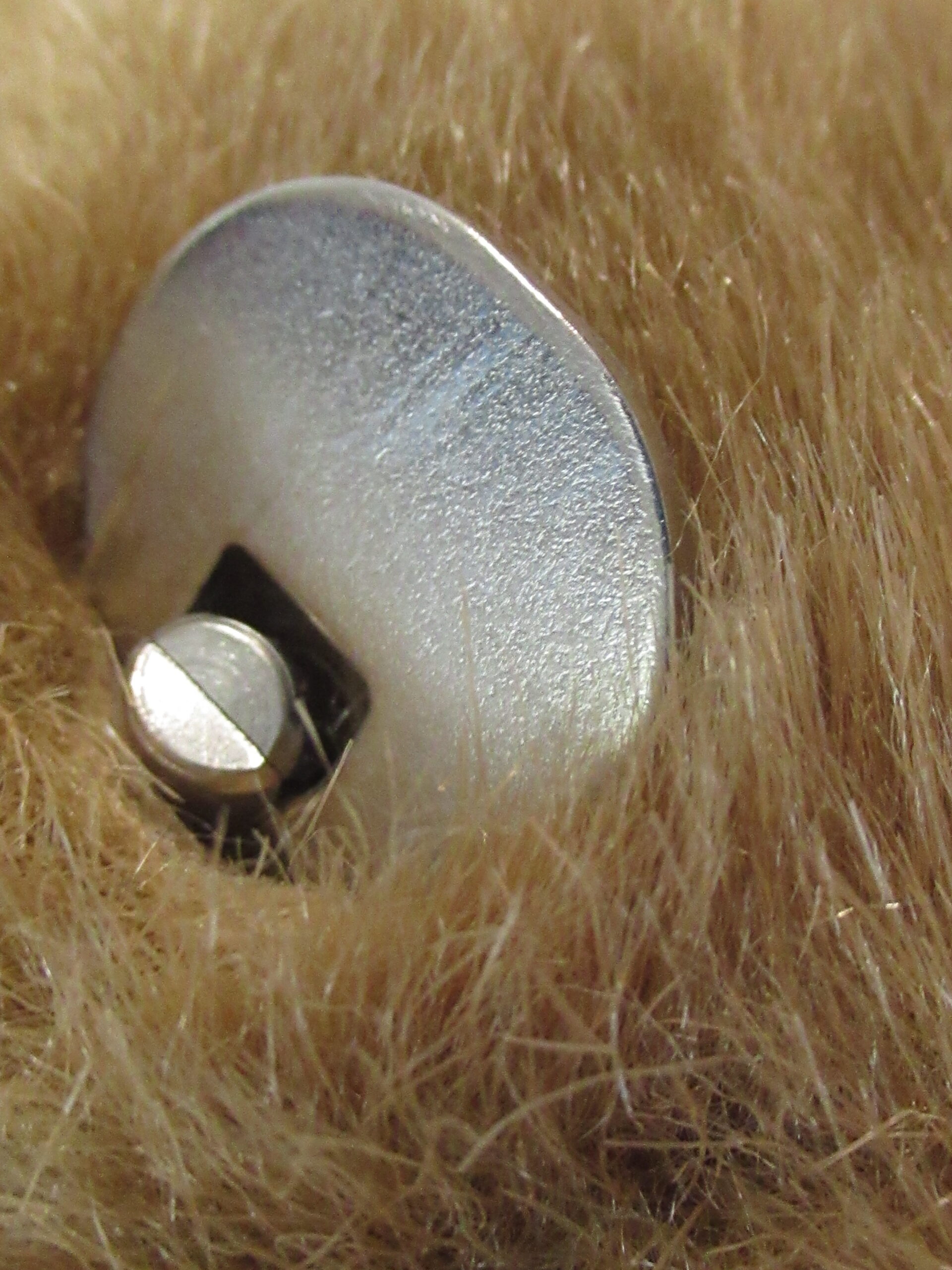 Schmid Gordon Fraser Brown Musical Teddy Bear with bow - Image 4