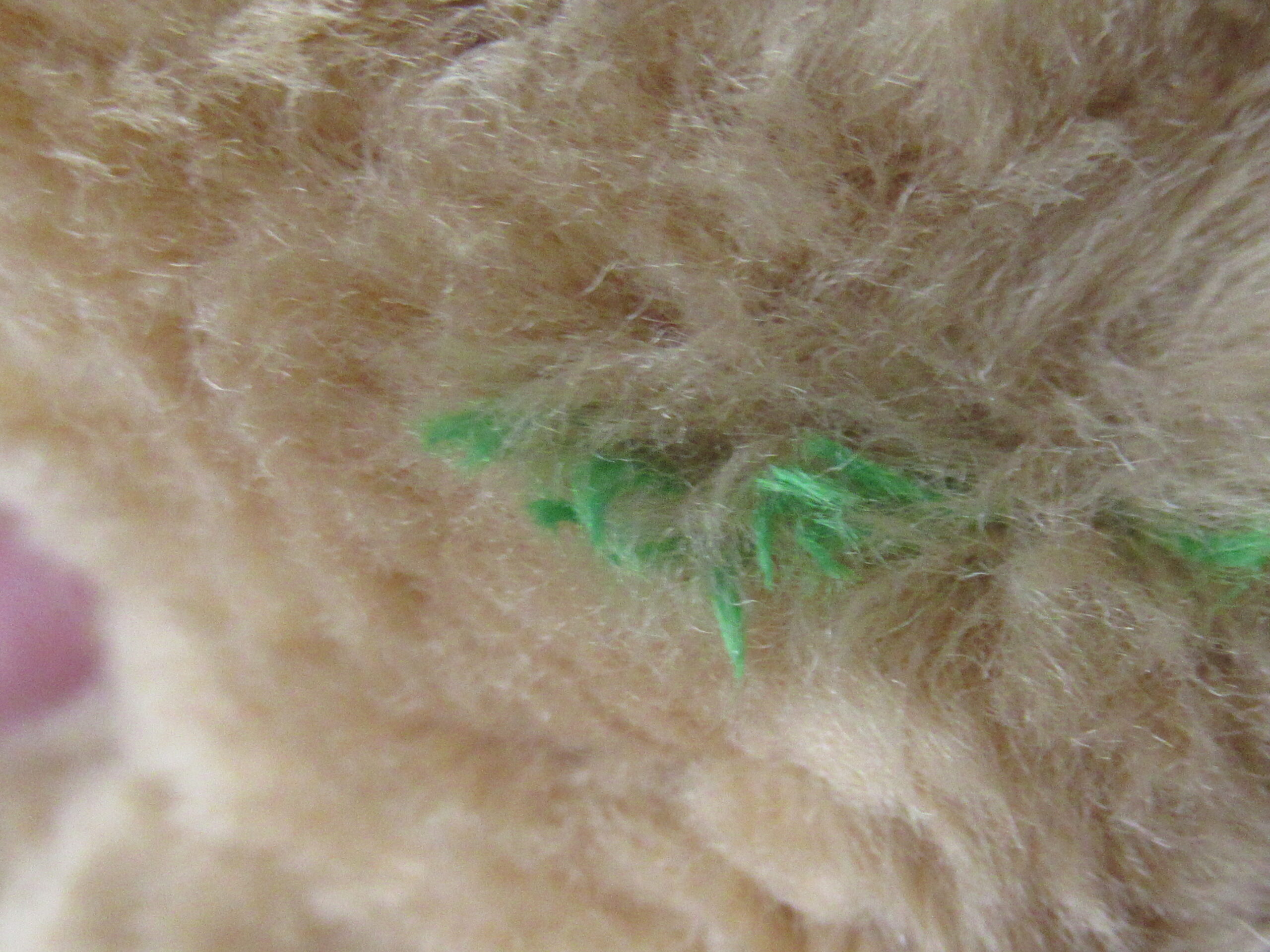 Gund for Lands End Explorer Bears - Bearon von Oops - Image 10