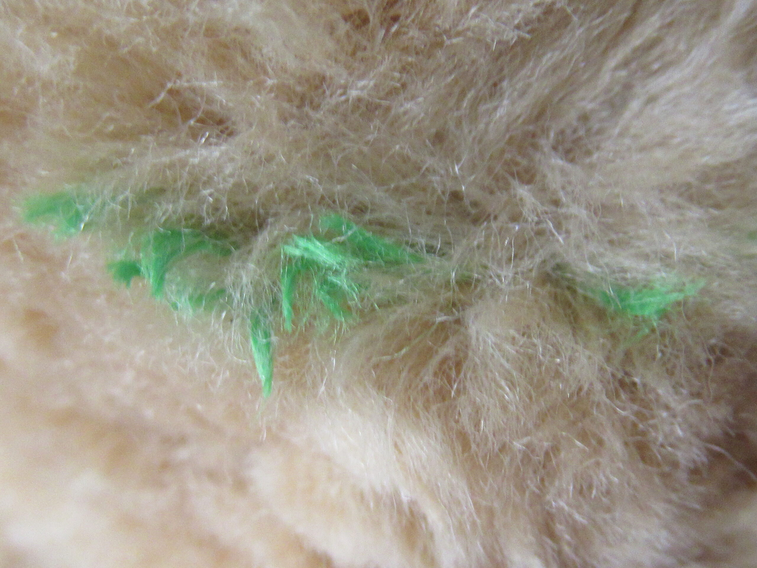 Gund for Lands End Explorer Bears - Bearon von Oops - Image 11